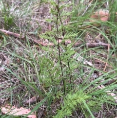 Cheilanthes sieberi subsp. sieberi (Mulga Rock Fern) at Yarralumla, ACT - 6 Feb 2024 by lbradley