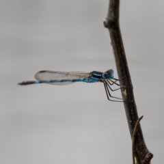 Austrolestes annulosus (Blue Ringtail) at Lake Ginninderra - 11 Dec 2022 by KorinneM