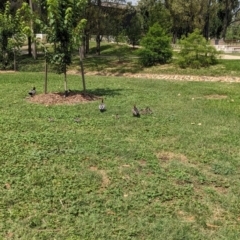 Chenonetta jubata (Australian Wood Duck) at Acton, ACT - 6 Feb 2024 by maeveh