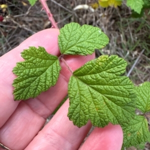 Rubus parvifolius at Yarralumla, ACT - 6 Feb 2024 07:17 PM