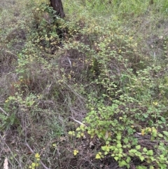 Rubus parvifolius at Yarralumla, ACT - 6 Feb 2024 07:17 PM