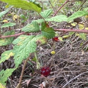 Rubus parvifolius at Yarralumla, ACT - 6 Feb 2024 07:17 PM