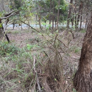 Rosa rubiginosa at Yarralumla, ACT - 6 Feb 2024