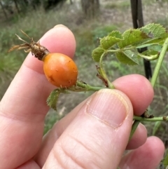 Rosa rubiginosa at Yarralumla, ACT - 6 Feb 2024