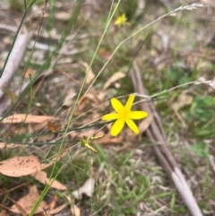 Tricoryne elatior (Yellow Rush Lily) at Burrinjuck, NSW - 4 Feb 2024 by SonyaDuus