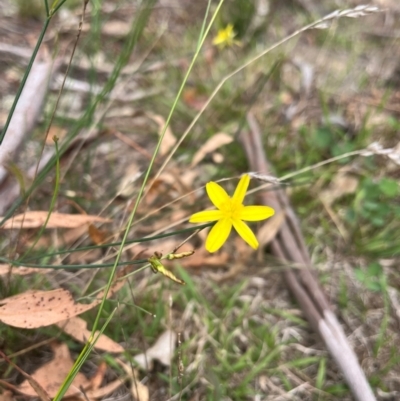 Tricoryne elatior (Yellow Rush Lily) at Burrinjuck, NSW - 4 Feb 2024 by sduus