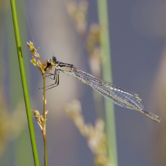 Ischnura heterosticta (Common Bluetail Damselfly) at Lake Ginninderra - 11 Dec 2022 by KorinneM