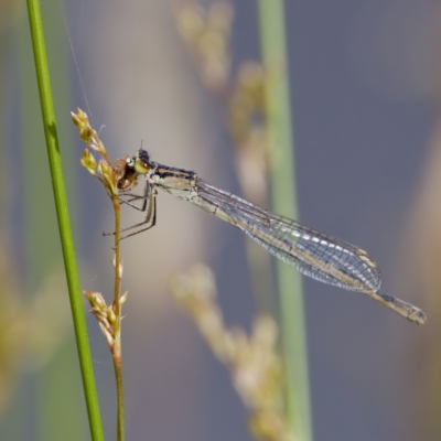 Ischnura heterosticta (Common Bluetail Damselfly) at Belconnen, ACT - 11 Dec 2022 by KorinneM