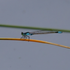 Ischnura heterosticta at Lake Ginninderra - 11 Dec 2022 04:34 PM