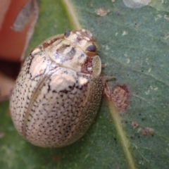 Paropsisterna laesa (Laesa leaf beetle) at Murrumbateman, NSW - 6 Feb 2024 by SimoneC