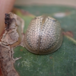 Paropsisterna laesa species complex at Murrumbateman, NSW - 6 Feb 2024 12:25 PM