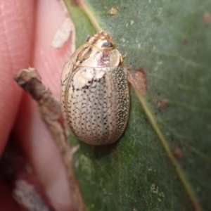 Paropsisterna laesa at Murrumbateman, NSW - 6 Feb 2024