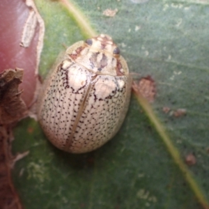 Paropsisterna laesa at Murrumbateman, NSW - 6 Feb 2024