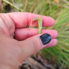 Diplodium decurvum (Summer greenhood) at Tidbinbilla Nature Reserve - 6 Feb 2024 by Csteele4