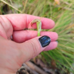 Diplodium decurvum at Tidbinbilla Nature Reserve - 6 Feb 2024