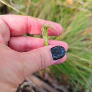 Diplodium decurvum at Tidbinbilla Nature Reserve - suppressed