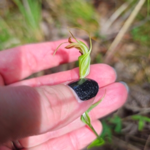 Diplodium decurvum at Tidbinbilla Nature Reserve - suppressed