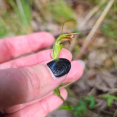 Diplodium decurvum at Tidbinbilla Nature Reserve - suppressed