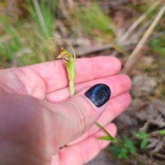 Diplodium decurvum at Tidbinbilla Nature Reserve - suppressed