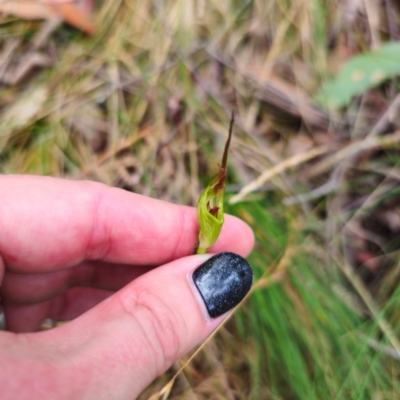 Diplodium sp. (A Greenhood) at Tidbinbilla Nature Reserve - 6 Feb 2024 by Csteele4