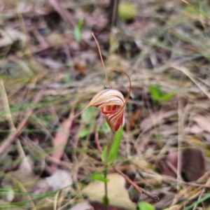 Diplodium coccinum at Tidbinbilla Nature Reserve - 6 Feb 2024