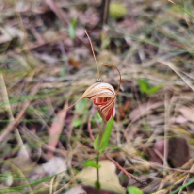 Diplodium coccinum (Scarlet Greenhood) at Paddys River, ACT - 6 Feb 2024 by Csteele4