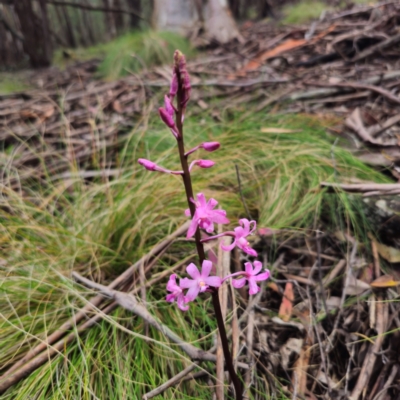 Dipodium roseum (Rosy Hyacinth Orchid) at Paddys River, ACT - 6 Feb 2024 by Csteele4
