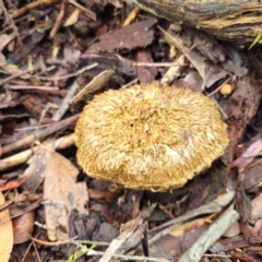 Boletellus sp. (Boletellus) at Tidbinbilla Nature Reserve - 6 Feb 2024 by Csteele4