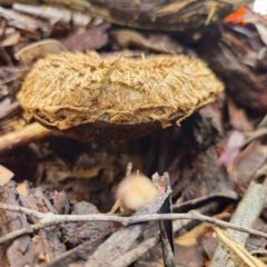 Boletellus sp. at Tidbinbilla Nature Reserve - 6 Feb 2024