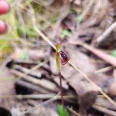 Chiloglottis reflexa (Short-clubbed Wasp Orchid) at Paddys River, ACT - 6 Feb 2024 by Csteele4