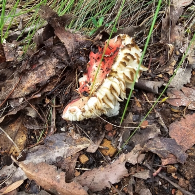 Russula sp. (Russula) at Paddys River, ACT - 6 Feb 2024 by Csteele4