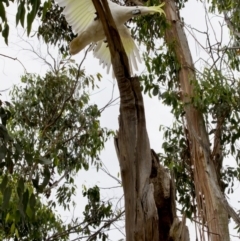 Cacatua galerita (Sulphur-crested Cockatoo) at Lake Ginninderra - 11 Dec 2022 by KorinneM