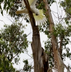 Cacatua galerita at Lake Ginninderra - 11 Dec 2022