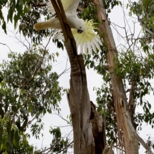 Cacatua galerita at Lake Ginninderra - 11 Dec 2022 04:20 PM