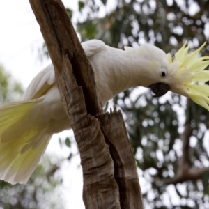 Cacatua galerita at Lake Ginninderra - 11 Dec 2022 04:20 PM