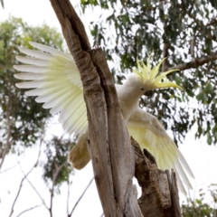 Cacatua galerita at Lake Ginninderra - 11 Dec 2022 04:20 PM