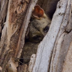 Trichosurus vulpecula (Common Brushtail Possum) at Belconnen, ACT - 11 Dec 2022 by KorinneM