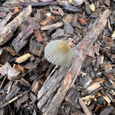 Parasola sp. (genus) (An Inkcap) at Murrumbateman, NSW - 6 Feb 2024 by SimoneC