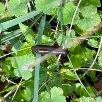 Hirudinea sp. (Class) (Unidentified Leech) at Nunnock Swamp - 4 Feb 2024 by KMcCue