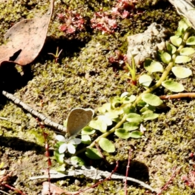 Zizina otis (Common Grass-Blue) at South East Forest National Park - 3 Feb 2024 by KMcCue