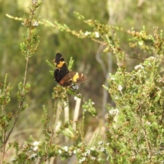 Tisiphone abeona (Varied Sword-grass Brown) at Nunnock Swamp - 4 Feb 2024 by KMcCue