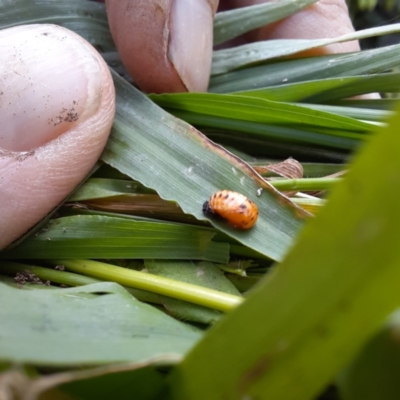Harmonia conformis (Common Spotted Ladybird) at Spence, ACT - 6 Feb 2024 by Watermilli