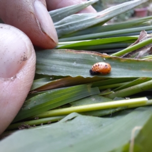 Harmonia conformis at Spence, ACT - 6 Feb 2024 04:56 PM