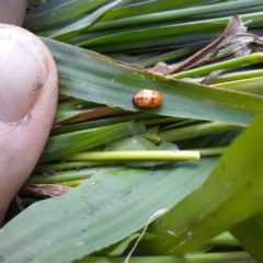 Harmonia conformis at Spence, ACT - 6 Feb 2024