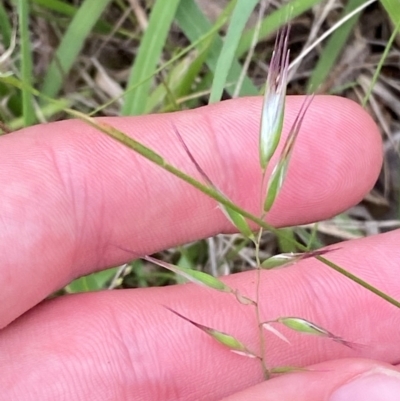 Rytidosperma caespitosum (Ringed Wallaby Grass) at Red Hill Nature Reserve - 29 Dec 2023 by Tapirlord