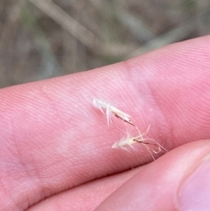 Rytidosperma caespitosum at Red Hill Nature Reserve - 29 Dec 2023 03:00 PM