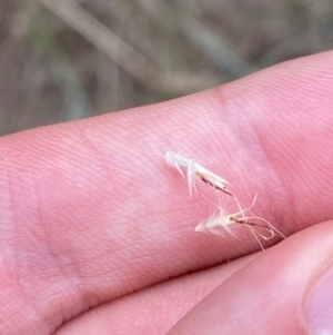 Rytidosperma caespitosum at Red Hill Nature Reserve - 29 Dec 2023