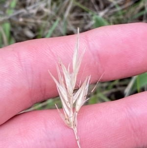 Rytidosperma caespitosum at Red Hill Nature Reserve - 29 Dec 2023 03:00 PM