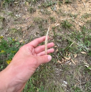 Dichelachne crinita at Red Hill Nature Reserve - 29 Dec 2023