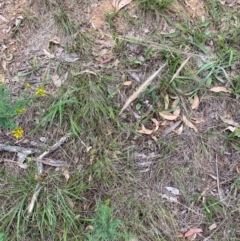 Dichelachne crinita at Red Hill Nature Reserve - 29 Dec 2023